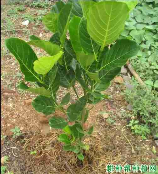 菠萝蜜苗如何定植(菠萝蜜苗如何定植的)